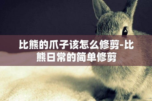 比熊的爪子該怎么修剪-比熊日常的簡單修剪