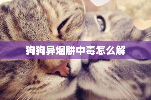 狗狗異煙肼中毒怎么解