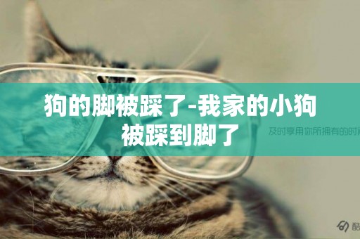 狗的腳被踩了-我家的小狗被踩到腳了