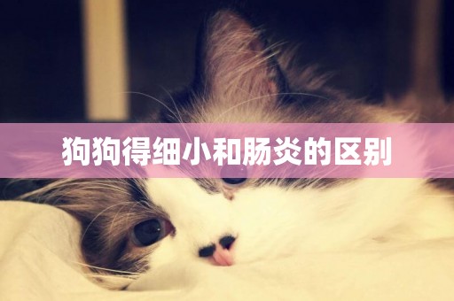 狗狗得細小和腸炎的區別
