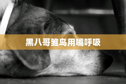 黑八哥雛鳥用嘴呼吸