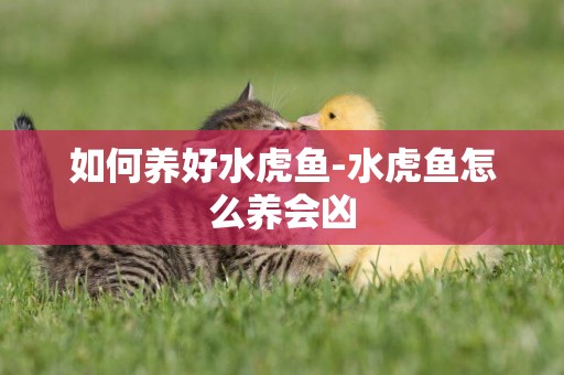 如何養好水虎魚-水虎魚怎么養會兇