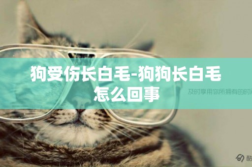 狗受傷長白毛-狗狗長白毛怎么回事