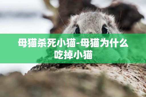 母貓殺死小貓-母貓為什么吃掉小貓