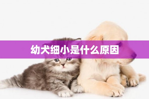 幼犬細小是什么原因