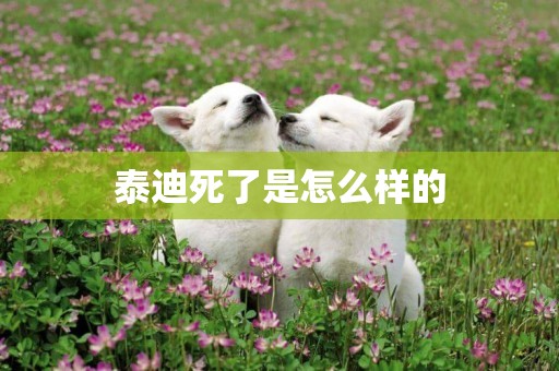 泰迪死了是怎么樣的