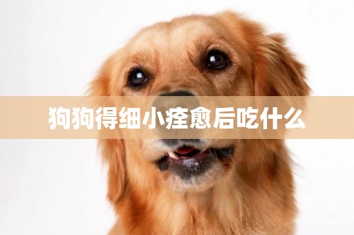 狗狗得細小痊愈后吃什么