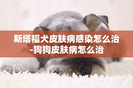 斯塔福犬皮膚病感染怎么治-狗狗皮膚病怎么治