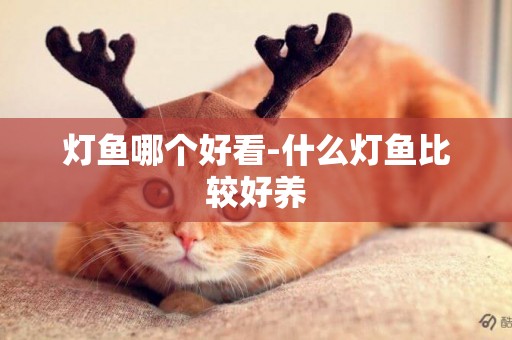 燈魚哪個好看-什么燈魚比較好養