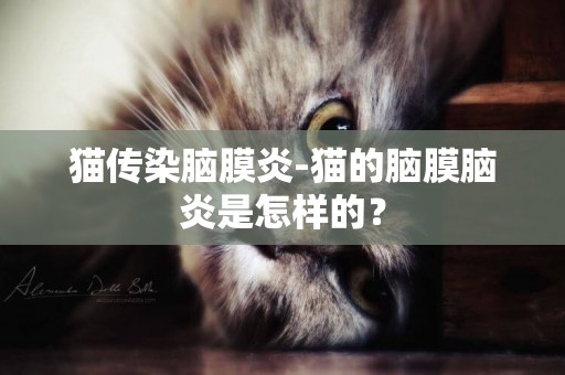 貓傳染腦膜炎-貓的腦膜腦炎是怎樣的？