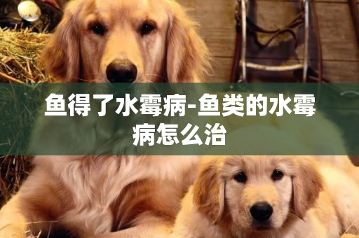 魚得了水霉病-魚類的水霉病怎么治