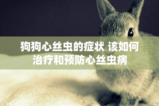 狗狗心絲蟲的癥狀 該如何治療和預防心絲蟲病