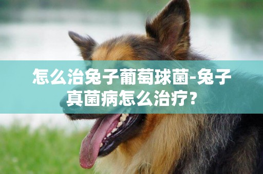 怎么治兔子葡萄球菌-兔子真菌病怎么治療？