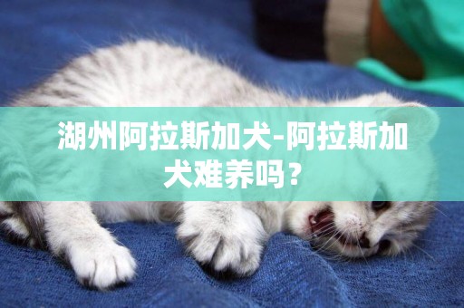 湖州阿拉斯加犬-阿拉斯加犬難養嗎？