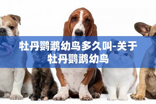牡丹鸚鵡幼鳥多久叫-關于牡丹鸚鵡幼鳥
