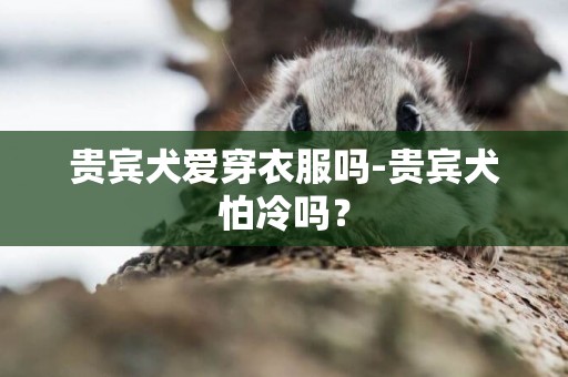 貴賓犬愛穿衣服嗎-貴賓犬怕冷嗎？