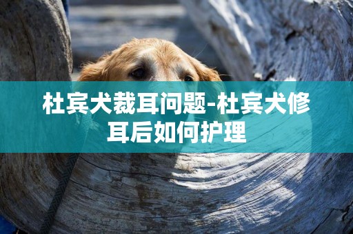 杜賓犬裁耳問題-杜賓犬修耳后如何護理