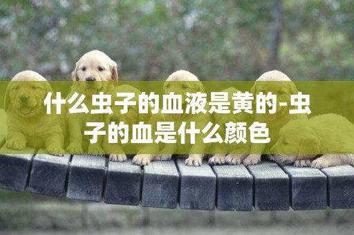 什么蟲子的血液是黃的-蟲子的血是什么顏色