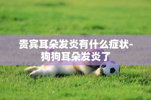 貴賓耳朵發炎有什么癥狀-狗狗耳朵發炎了