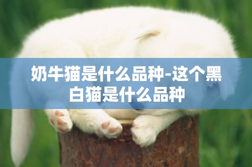 奶牛貓是什么品種-這個黑白貓是什么品種