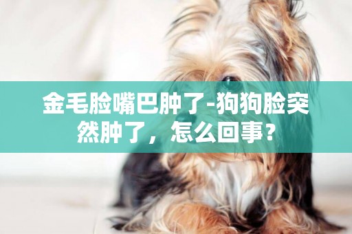 金毛臉嘴巴腫了-狗狗臉突然腫了，怎么回事？