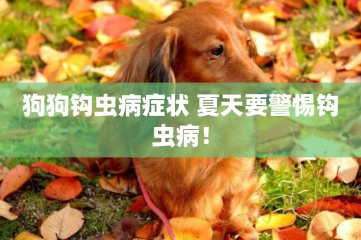 狗狗鉤蟲病癥狀 夏天要警惕鉤蟲病！