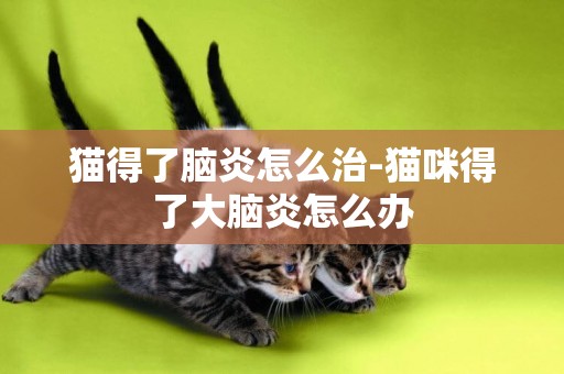 貓得了腦炎怎么治-貓咪得了大腦炎怎么辦