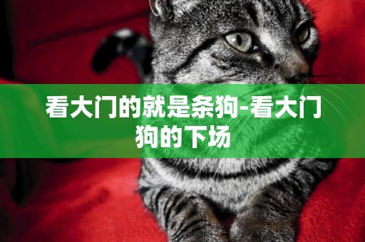 看大門的就是條狗-看大門狗的下場