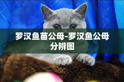 羅漢魚苗公母-羅漢魚公母分辨圖