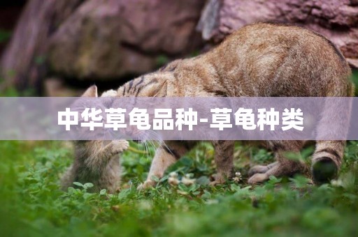中華草龜品種-草龜種類