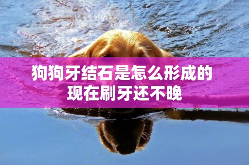 狗狗牙結石是怎么形成的 現在刷牙還不晚