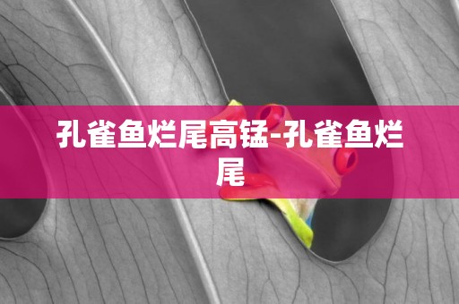 孔雀魚爛尾高錳-孔雀魚爛尾