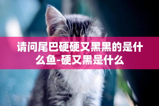 請問尾巴硬硬又黑黑的是什么魚-硬又黑是什么