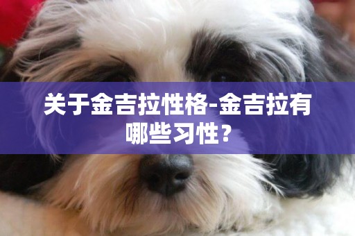 關于金吉拉性格-金吉拉有哪些習性？
