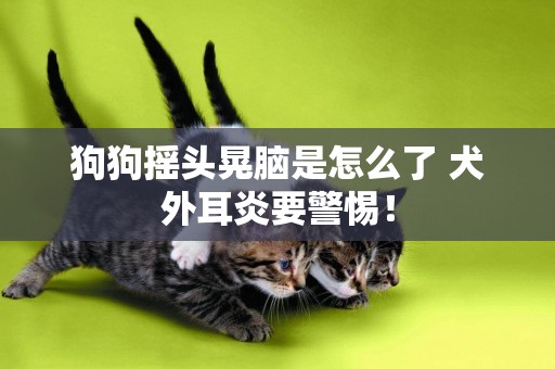 狗狗搖頭晃腦是怎么了 犬外耳炎要警惕！