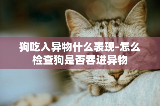 狗吃入異物什么表現-怎么檢查狗是否吞進異物