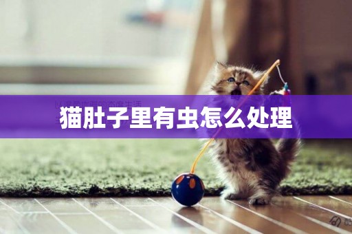 貓肚子里有蟲怎么處理