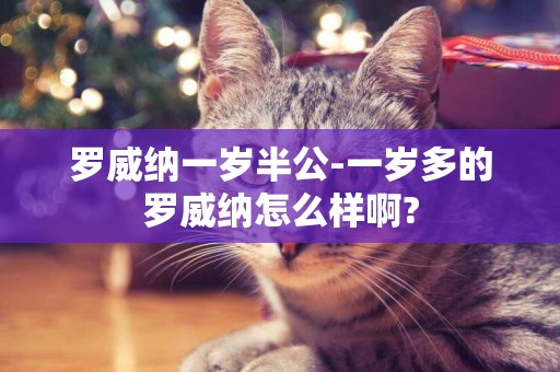 羅威納一歲半公-一歲多的羅威納怎么樣啊?