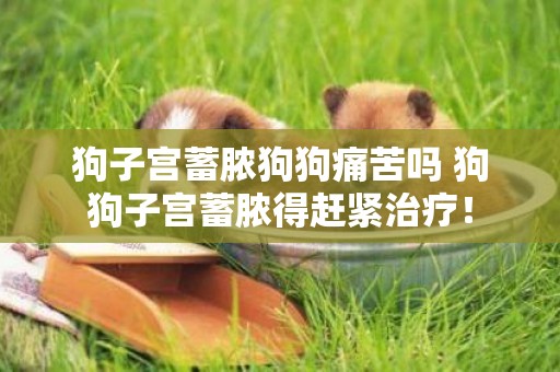 狗子宮蓄膿狗狗痛苦嗎 狗狗子宮蓄膿得趕緊治療！
