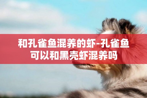 和孔雀魚混養的蝦-孔雀魚可以和黑殼蝦混養嗎