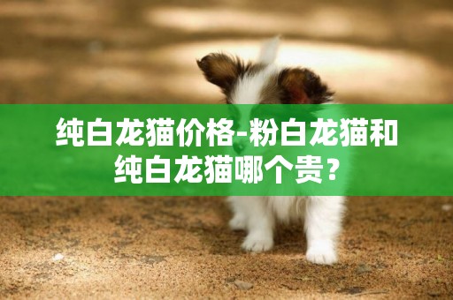 純白龍貓價格-粉白龍貓和純白龍貓哪個貴？
