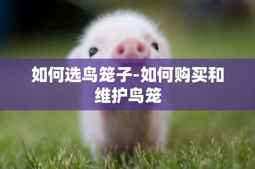 如何選鳥籠子-如何購買和維護鳥籠