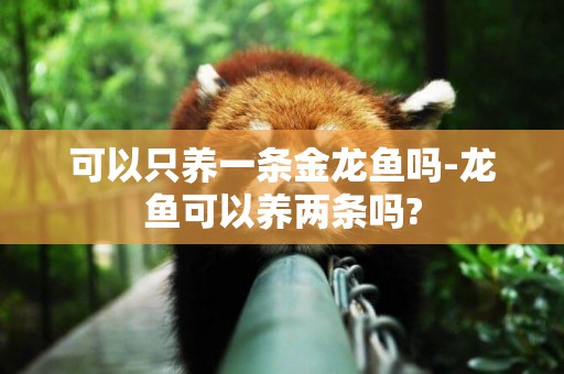 可以只養一條金龍魚嗎-龍魚可以養兩條嗎?
