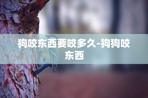 狗咬東西要咬多久-狗狗咬東西