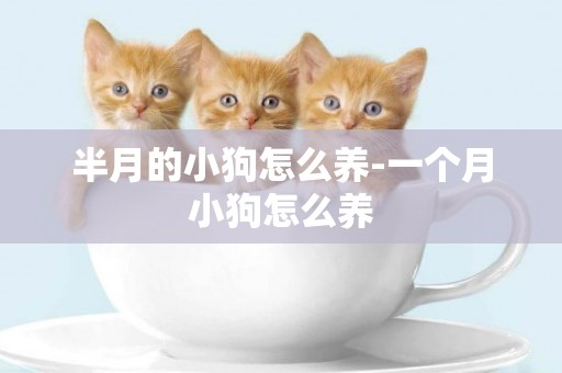 半月的小狗怎么養-一個月小狗怎么養