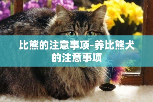 比熊的注意事項-養比熊犬的注意事項