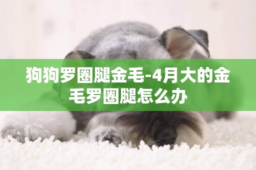 狗狗羅圈腿金毛-4月大的金毛羅圈腿怎么辦