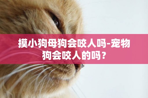 摸小狗母狗會咬人嗎-寵物狗會咬人的嗎？