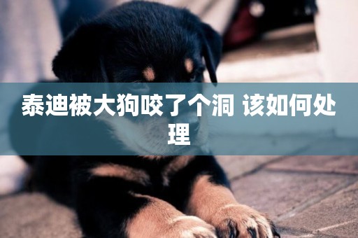 泰迪被大狗咬了個洞 該如何處理