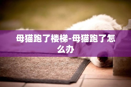 母貓跑了樓梯-母貓跑了怎么辦